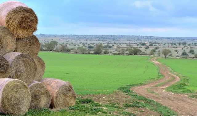 Parco dell'Alta Murgia, facile perdersi senza indicazioni: ma c' chi ci sta pensando